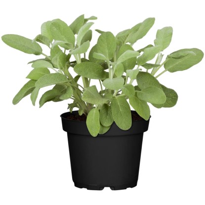 GROW by OBI Šalvia, 30-40 cm, pr. kvetináče 12 cm, Salvia