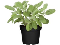 GROW by OBI Šalvia, 30-40 cm, pr. kvetináče 12 cm, Salvia