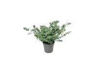 GROW by OBI Eukalyptus pulverulenta (Eucalyptus pulverulenta) Baby Blue 20-30cm