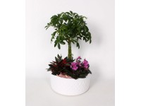 Aranžmán s pachirou vodnou priemer kvetináča cca 22 cm