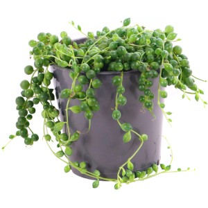 Starček Herreov (Senecio herreianus) v kvetináči, previsnutá sukulentná rastlina s listami v tvare hrášku.