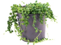 Starček (Senecio herreianus), pr. cca 12 x 15 - 20 cm