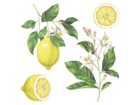 Crearreda Samolepiaca dekorácia 54122 motív citróny, veľ. M