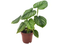 panaschiertes efeu Kaukasus-Efeu 'Dentata Variegata' - Hedera colchica dentata variegata main image 1
