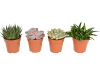 Sukulenty rôzne druhy základné priemer kvetináča cca 8 cm