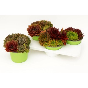 Viacfarebné skalnice Sempervivum Chick Charms T13 v zelených kvetináčoch.