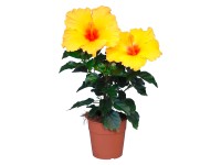 GROW by OBI Ibištek čínsky 