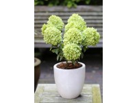 Hortenzia metlinatá (hydrangea paniculata) Little Lime