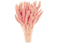 NOHEL GARDEN Sušená dekorácia Setaria - bér svetlo ružový 40 g