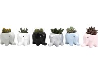 Sukulenty v keramickom slonovi priemer kvetináča cca 5 cm