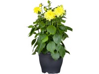 GROW by OBI Georgína (Dhalia Cordifolia) pr. cca 26 cm