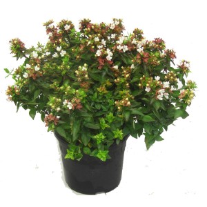 Abelie Grandiflora v kvetináči, výška cca 20-30 cm, s bielymi kvetmi a zelenými listami.