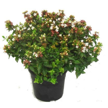 Landgard Abélia veľkokvetá (Abelia Grandiflora) cca výška 20-30 cm, 1 l