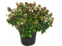 Landgard Abélia veľkokvetá (Abelia Grandiflora) cca výška 20-30 cm, 1 l