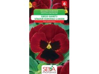 Semienka Sirôtka záhradná Swiss Giants vínovo červená (Viola wittrockiana)