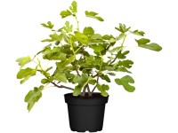 Figovník smokvoň (Ficus carica), výška 40-50 cm, pr. kv. 17 cm