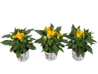 Paprika okrasná (Capsicum annuum) 