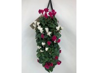Cyklámen (Cyclamen) v záves. kvetináči, výška cca 45-50 cm, pr. kv. cca 15 cm