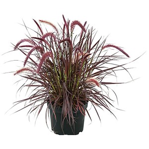 Tmavosčervená okrasná tráva Pennisetum Tiny Tails v kvetináči s nadýchanými kvetmi. Odolná pre záhradu a balkón.
