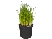 Landgard Pažítka pobrežná (Allium schoenoprasum) cca pr. 9 cm