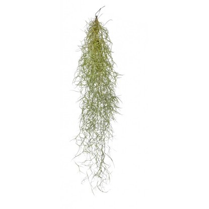 Tilandsia visiaca rastlina výška cca 55 - 60 cm Tillandsia usneoides