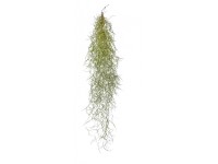 Tilandsia visiaca rastlina výška cca 55 - 60 cm Tillandsia usneoides