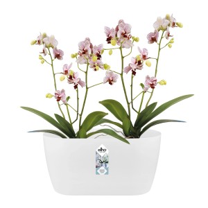 Elho Brussels Orchidee Duo 25 ružový, oválny kvetináč na orchidey pre 2 rastliny.