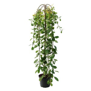 Japonská vŕba (Salix integra) v kvetináči, zelené listy.