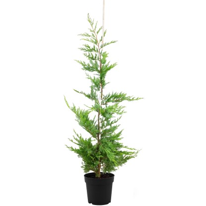 Landgard Cyprusovec Leylandov (Cupressocyparis leylandii) 125-150 cm, 5 l, 40 ks
