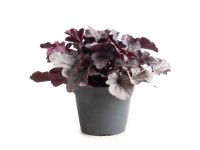 GROW by OBI Dlžicha GROW by OBI Dlžicha