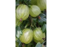 Egreše biely (Grossularia uva-crispa) mix odrôd výška cca 40 cm