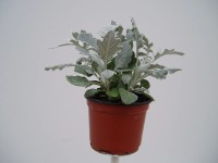 MONTANO Starček prímorský (Senecio maritima) pr. cca 12 cm