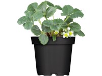 Jahoda ananásová Mieze Schindler podnos s 10 kusmi