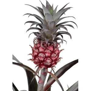 GROW by OBI Ananásovník Ananas Candido v kvetináči, okrasná kvitnúca rastlina s plodom.
