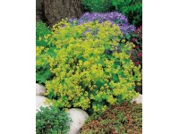 OBI Alchemilka mäkká 