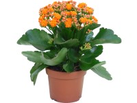 Kalanchoe Blossfeldova oranžová pr. kvetináča cca 12 cm Kalanchoe bossfeldiana