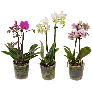 Tri farebné motýlie orchidey (Phalaenopsis), každá s 2 výhonkami a mnohými kvetmi.