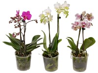 GROW by OBI Orchidea Phalaenopsis multiflora 2 výhonky 14+ kvetov