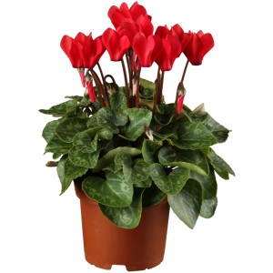 Červený cyklámen v kvetináči, jesenná rastlina od GROW by OBI, kvetináč cca 11 cm.