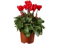 OBI Cyklámen neapolský priemer kvetináča cca 11 cm Cyclamen