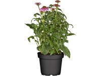 GROW by OBI Echinacea purpurová (Echinacea purpurea) pr. cca 19 cm