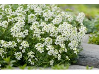 OBI Žeruška alpínska biela priemer kvetináča cca 9 cm x 9 cm