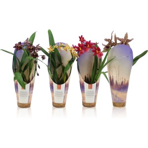 Rôzne druhy orchideí Cambria s farebnými kvetmi v kvetináčoch, výška 35-50 cm.