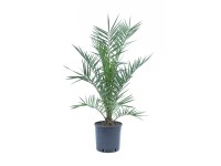 GROW by OBI Datľovník kanársky (Phoenix canariensis), cca 60/80 cm, kv. cca 4 l
