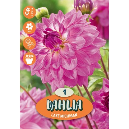 Dálie "Lake Michigan" purpurové