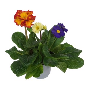 Farebná trojkombinácia prvosienok vysokých v kvetináči (Primula elatior) so žltými, oranžovými a modrými kvetmi.