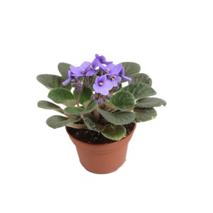 Royal Lemkes Fialka Africká (Saintpaulia ionantha) cca výška 15-20 cm, pr. 12 cm