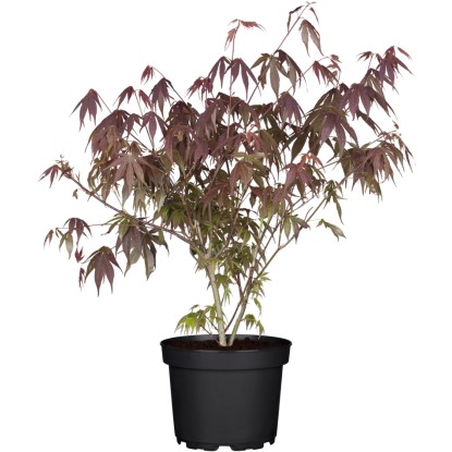 OBI Javor dlaňolistý "Atropurpureum" červený kontajner cca 3 l