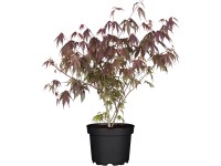 OBI Javor dlaňolistý 