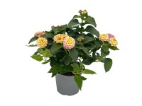 GROW by OBI Lantana menlivá (Lantana camara) fialová cca výška 10-20 cm